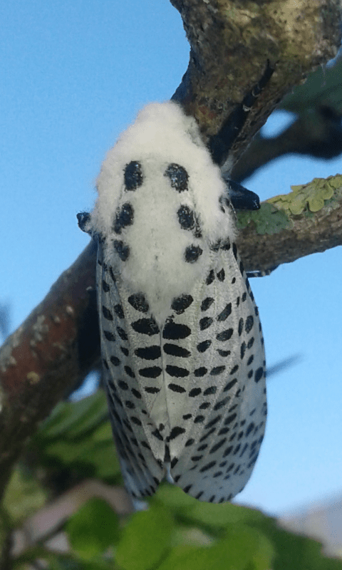 Zeuzera pyrina (Cossidae)? S